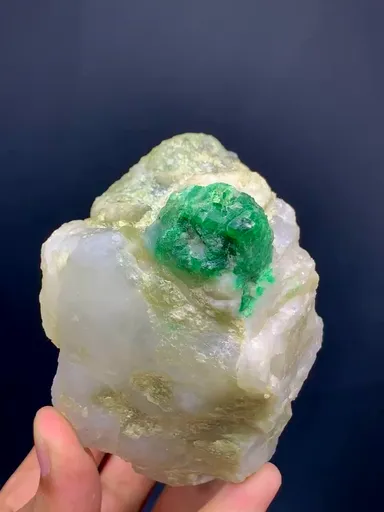 specimen video