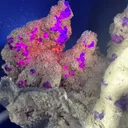 Collector‑Grade Tanzanite‑Blue Fluorite, Intense Magenta Fluorescent, Exhausted Deposit, Yongchun Fujian, China - image 8