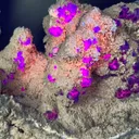Collector‑Grade Tanzanite‑Blue Fluorite, Intense Magenta Fluorescent, Exhausted Deposit, Yongchun Fujian, China - image 1