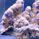 specimen video