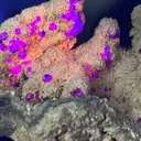 Collector‑Grade Tanzanite‑Blue Fluorite, Intense Magenta Fluorescent, Exhausted Deposit, Yongchun Fujian, China - image 7