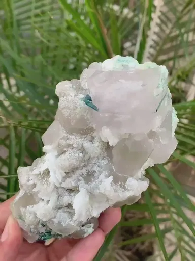 specimen video