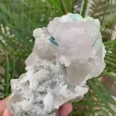 specimen video