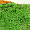 Conichalcite - image 2
