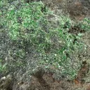 Conichalcite - image 2