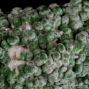 Conichalcite - image 4