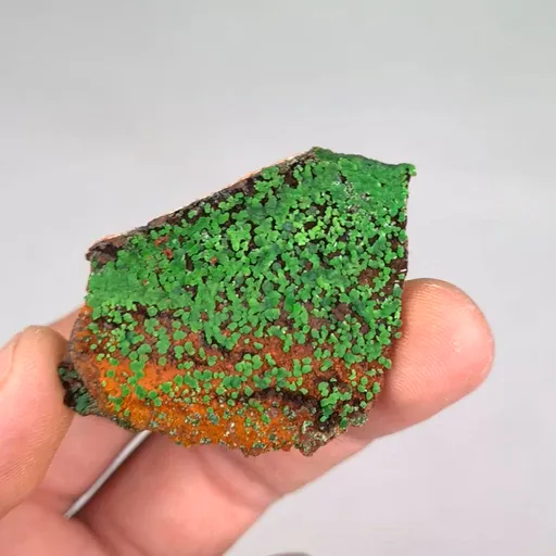 specimen video