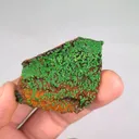 specimen video