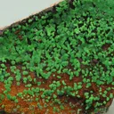 Conichalcite from Greece, Attica, Kamariza Mines, Hilarion Mine - image 2