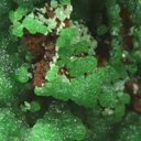 Conichalcite from Greece, Attica, Kamariza Mines, Hilarion Mine - image 1