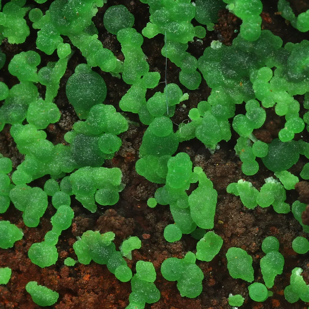 Conichalcite from Greece, Attica, Kamariza Mines, Hilarion Mine image