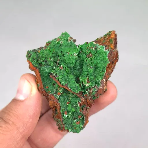 specimen video