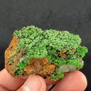 Conichalcite from Ojuela Mine, Mapimí, Durango, Mexico - image 2