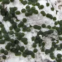 Conichalcite on Dolomite - image 3