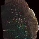 Conk Opal from Virgin Valley District of Nevada USA - image 1