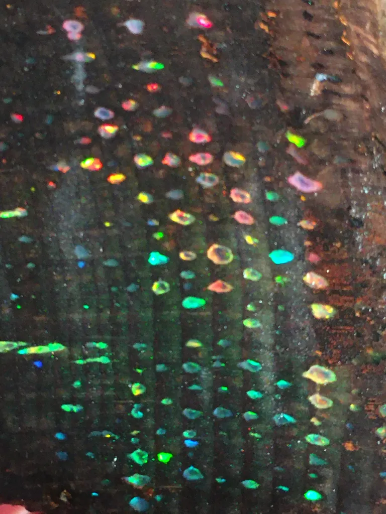 Conk Opal from Virgin Valley District of Nevada USA - image 2