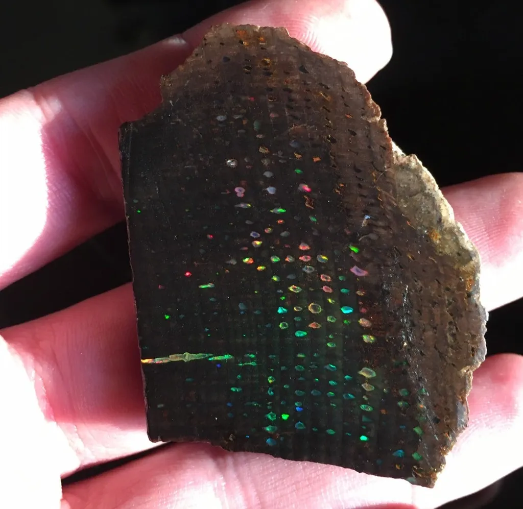 Conk Opal from Virgin Valley District of Nevada USA - image 3