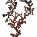Copper - image 1