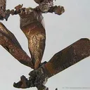 Copper - image 3