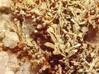 Copper image