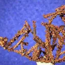 Copper - image 1
