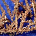 Copper - image 2