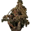 Copper - image 1