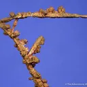 Copper - image 4