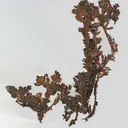 Copper - image 1