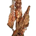 Copper - image 1
