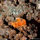 Copper - image 5