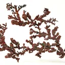 Copper - image 5