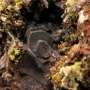 Copper after Heulandite? with Epidote - image 5