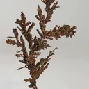Copper - image 1