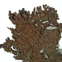 Copper - image 2