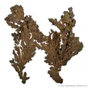 Copper - image 1