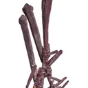 Copper - image 2