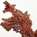 Copper, Cuprite, Cuprite (Var: Chalcotrichite) - image 2