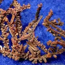 Copper - image 3