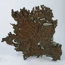 Copper - image 1