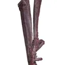 Copper - image 3
