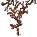 Copper - image 3