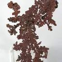 Copper - image 1