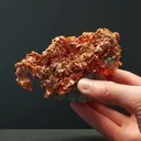 specimen video