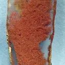 Copper, Gypsum - image 1
