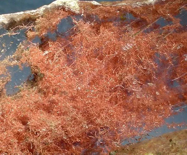 Copper, Gypsum - image 2