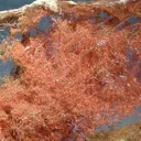 Copper, Gypsum - image 2
