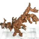 Copper "Lizard" - image 1