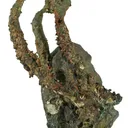 Copper - Pipe Amygdules - image 3