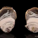 Copper replacing Agate Nodule - image 4